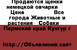 Продаются щенки немецкой овчарки!!! › Цена ­ 6000-8000 - Все города Животные и растения » Собаки   . Пермский край,Кунгур г.